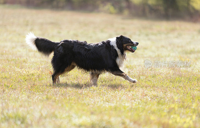 阳光明媚的日子里，一只澳大利亚牧羊犬在草地上玩球