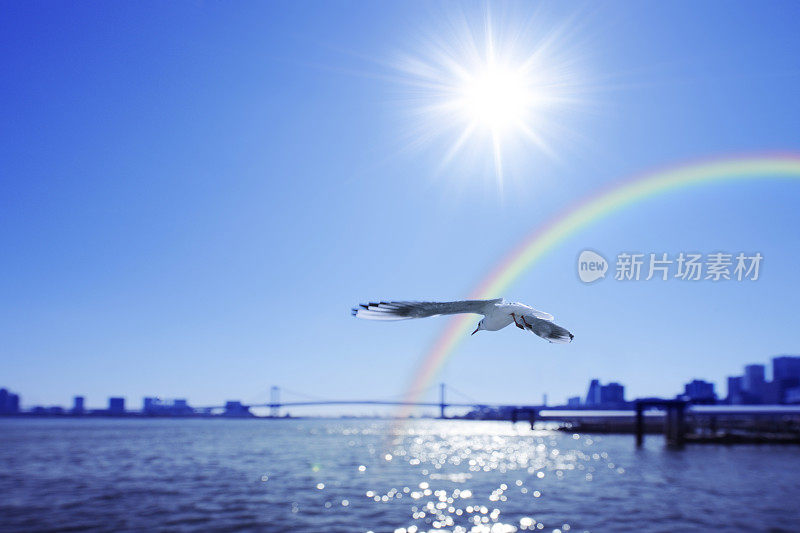海鸥在海港和彩虹周围飞行，中央区，日本东京