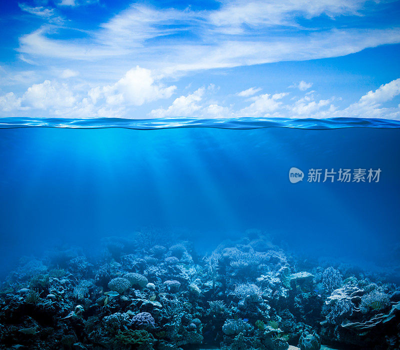 水下珊瑚礁海床视野与地平线和水面