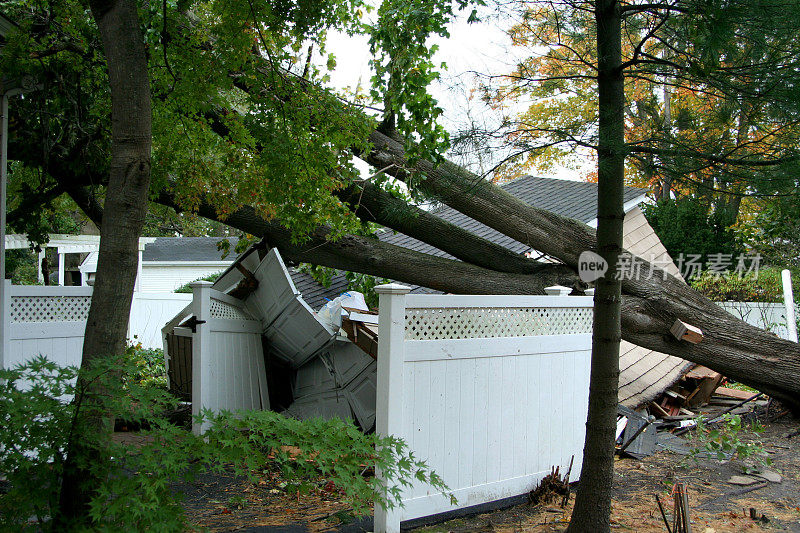 飓风“桑迪”期间，树木倒在地上