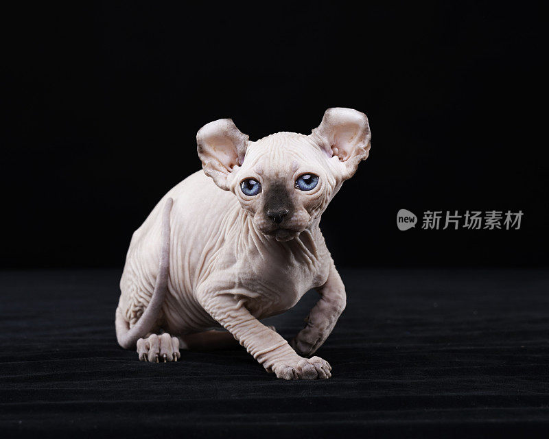 Sphynx猫