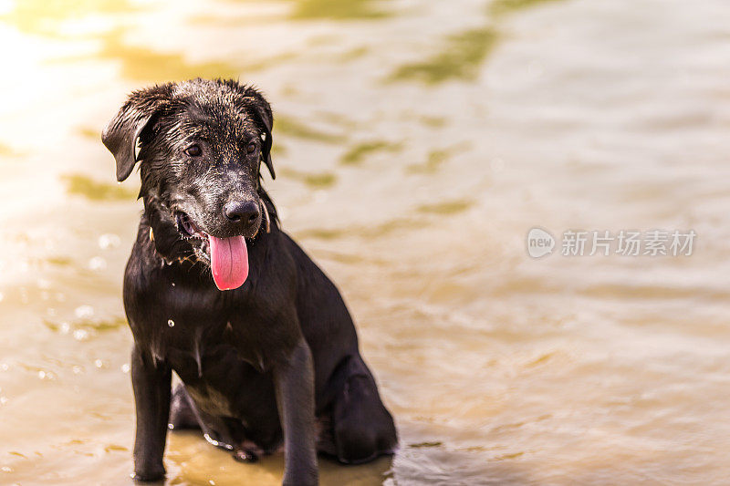 训练有素的拉布拉多寻回犬。