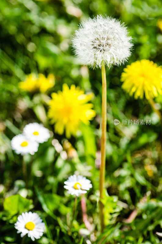 蒲公英和雏菊花