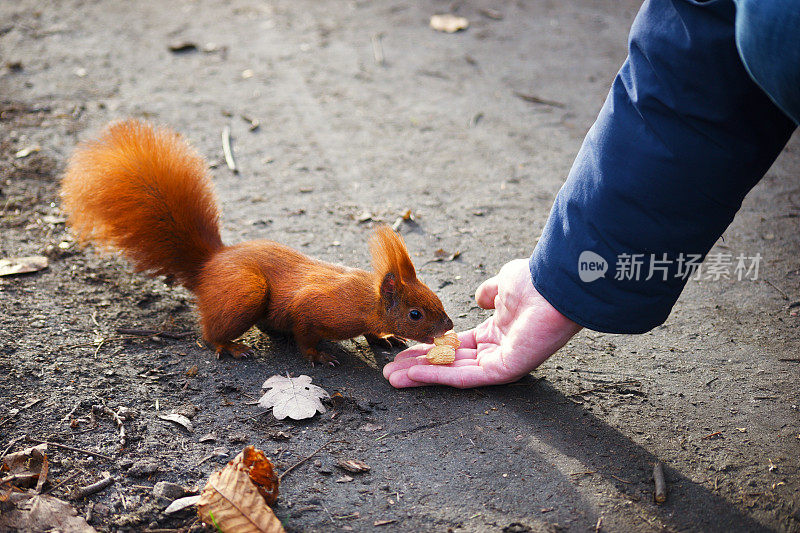 松鼠吃午饭