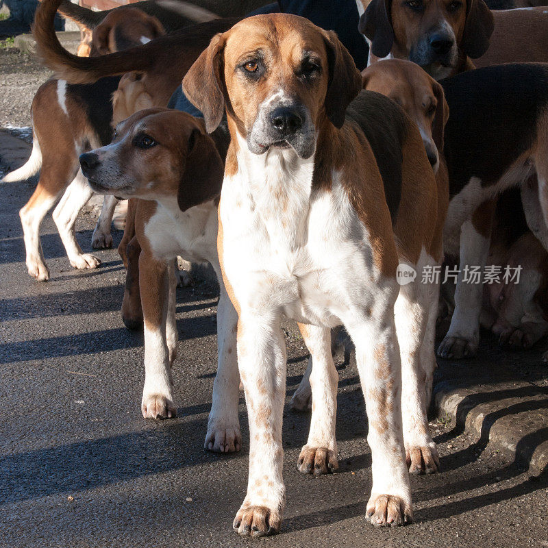 福克斯猎犬