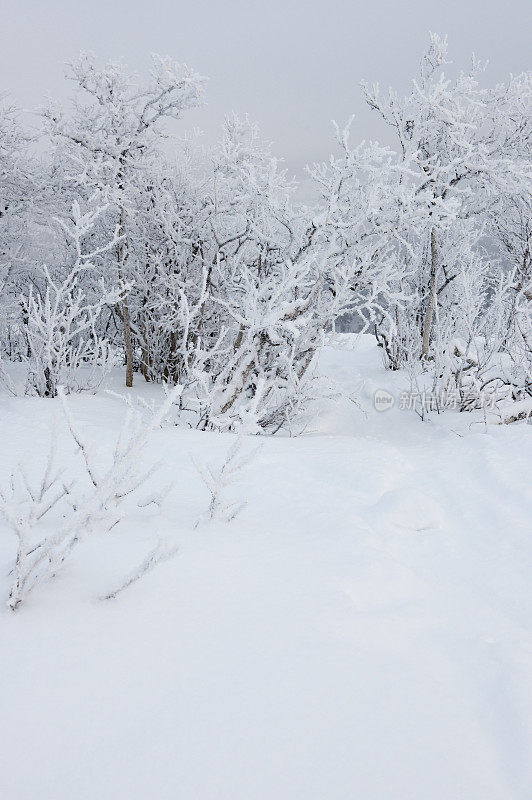 滑雪场白雪覆盖的地面和结霜的白桦林