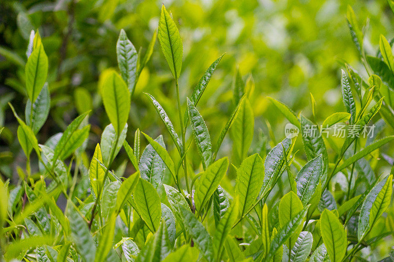 茶叶特写