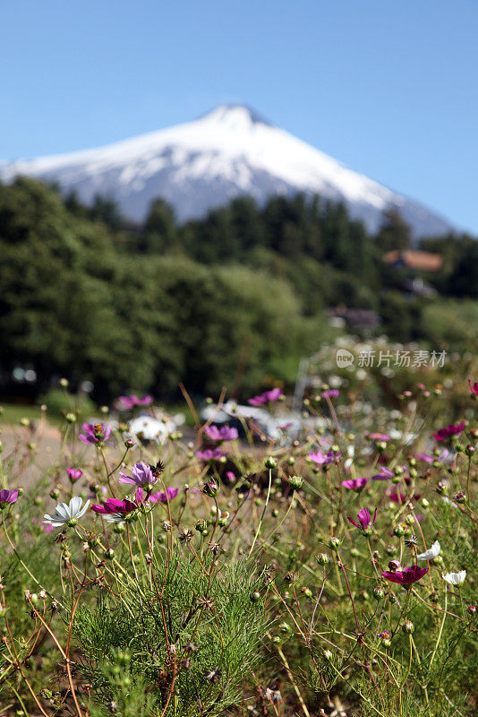 维拉里卡火山和花，普孔，智利