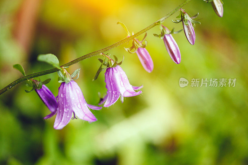 雨后的蓝花