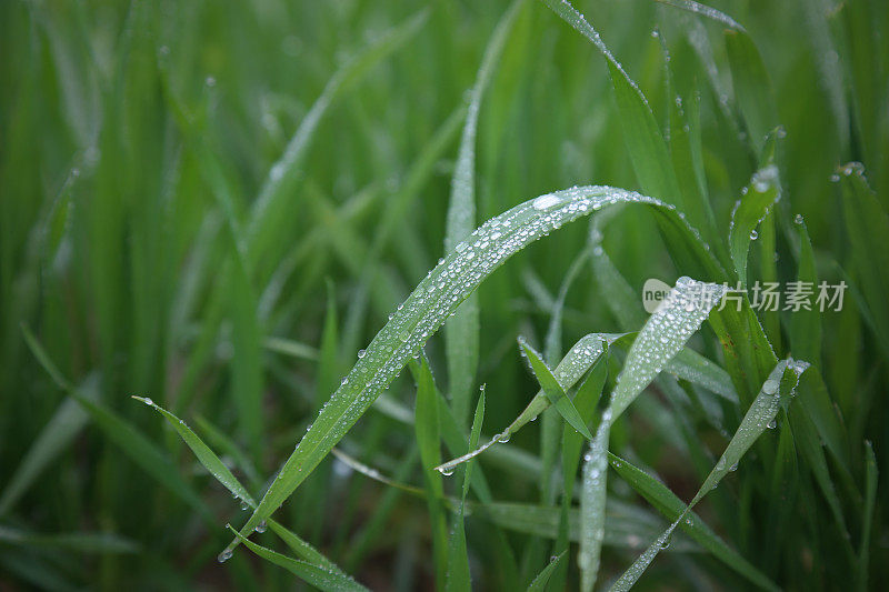 小麦植株