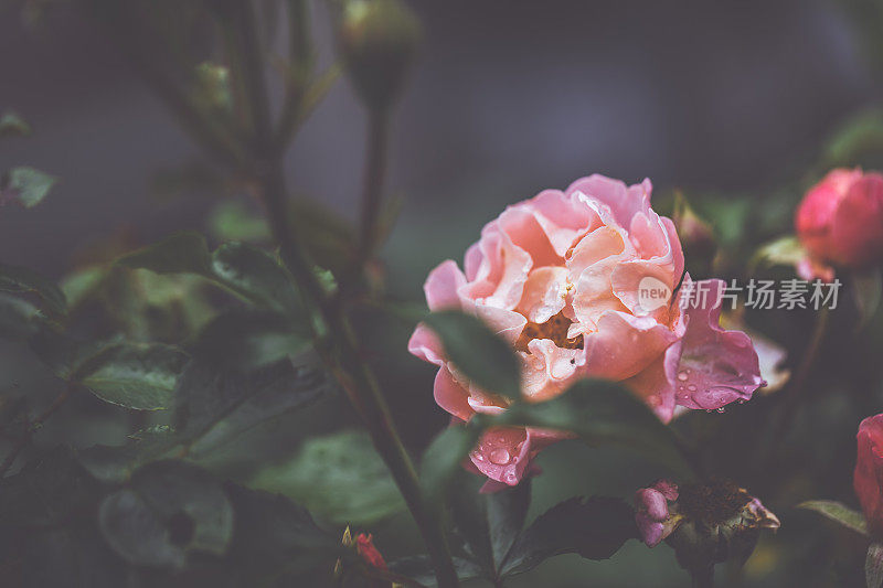 雨后的夏日，花园欣欣向荣