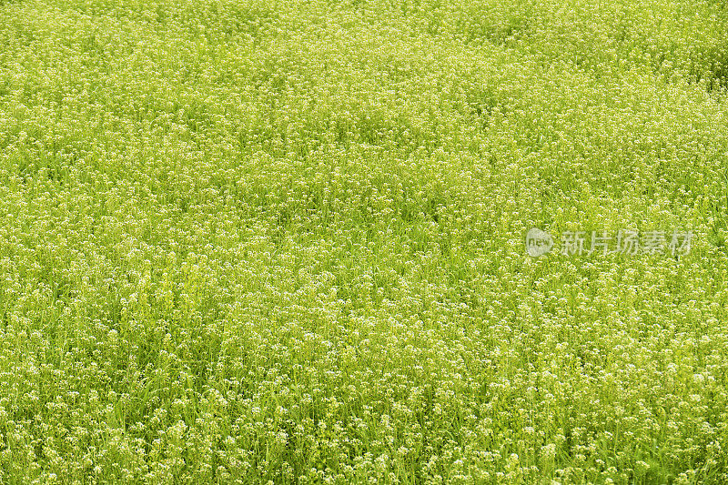 背景:瑞典Halsingland的一片亚麻种植地