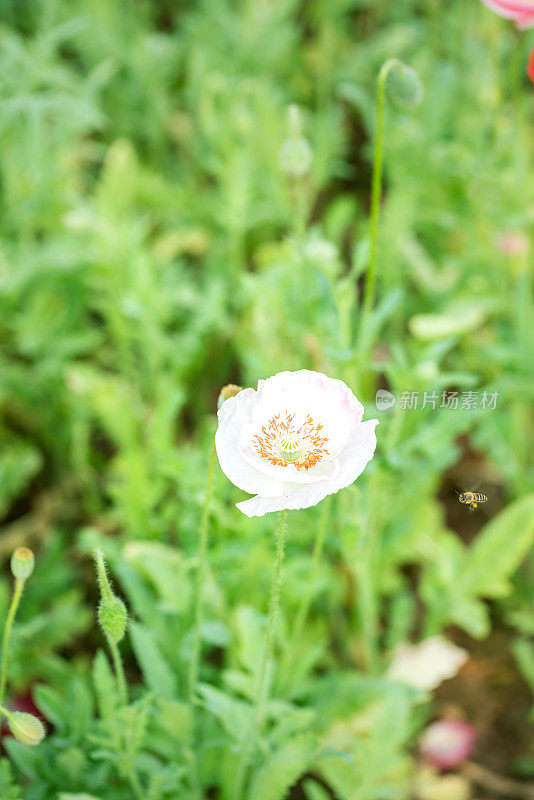 在阳光明媚的日子里，普通的罂粟花在花园里盛开