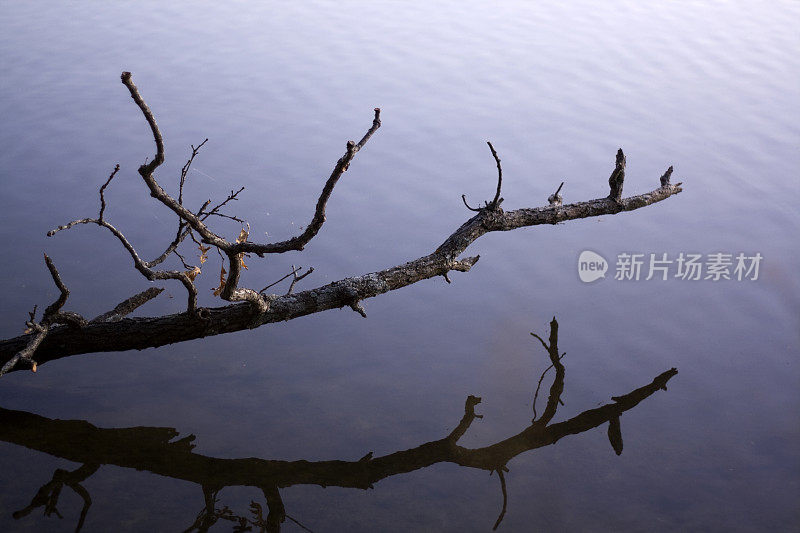 湖上的枯枝