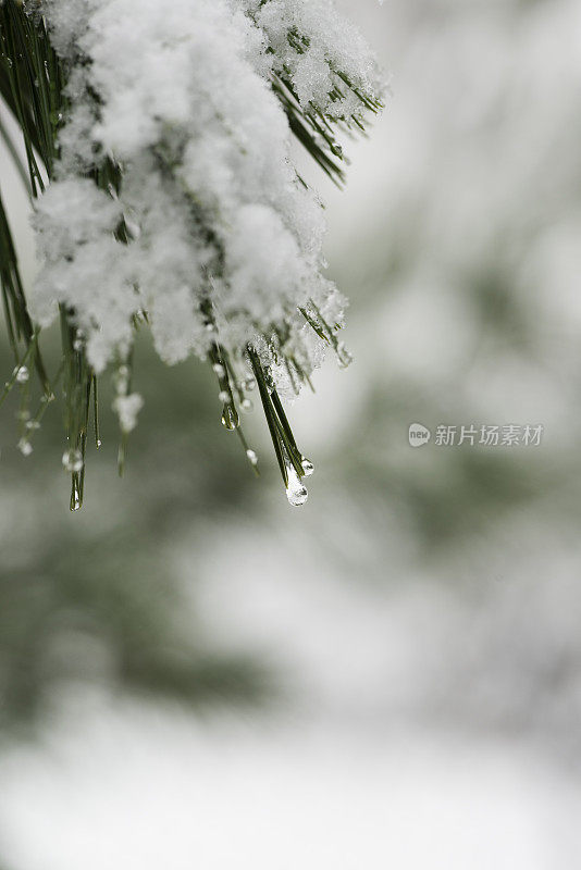 白雪皑皑的松树枝