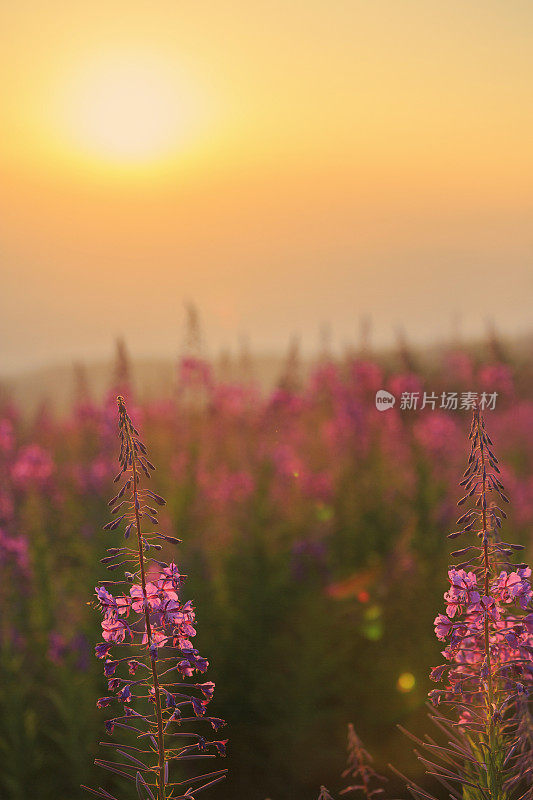 日落山景观风景山景与野花高山草甸