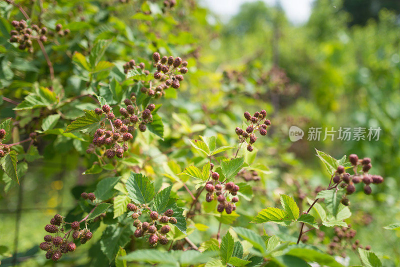 花园里新鲜的未成熟的黑莓