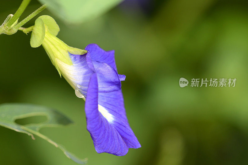 蝴蝶豌豆花泰国药草