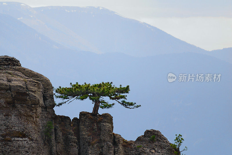 岩石上的松树