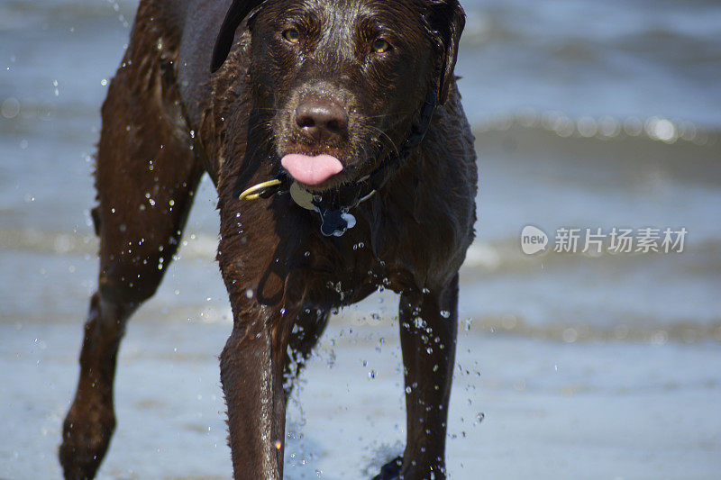 夏天在狗海滩上的深棕色巧克力拉布拉多