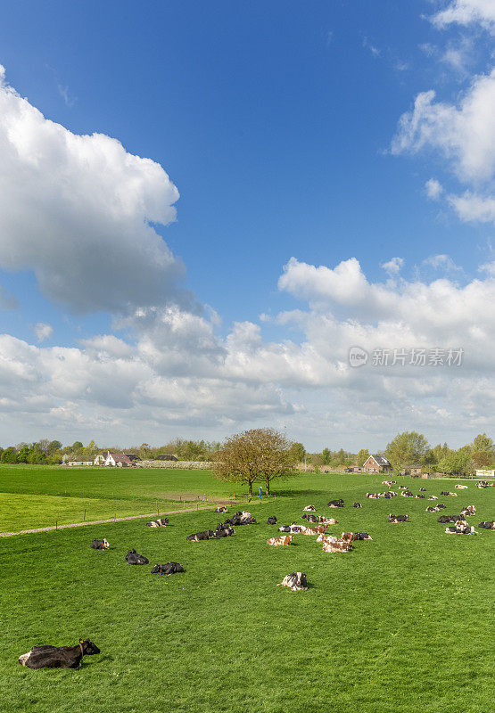 春天，牛群在新鲜的绿色田野里吃草