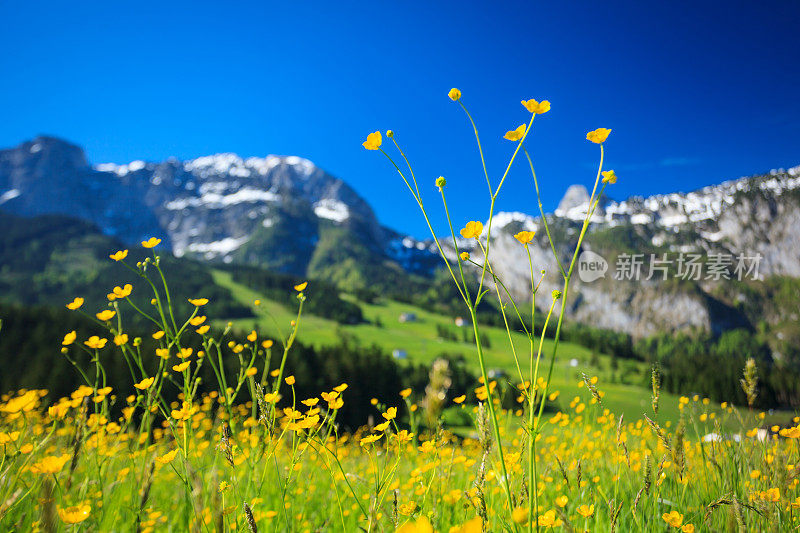 Alpen景观-绿色草地充满春天的鲜花-选择性焦点(不同的焦点检查其他图像在系列)