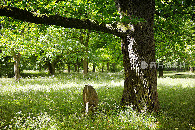 菩提树下的墓碑
