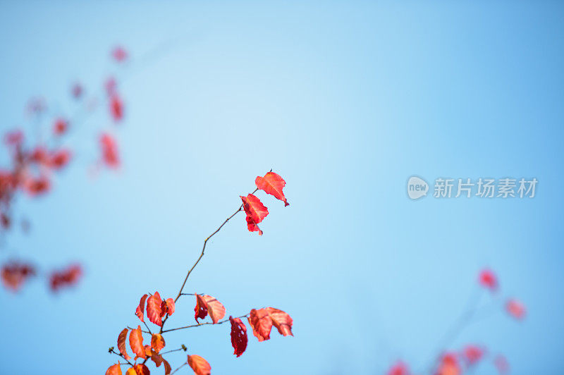 蓝天和秋叶