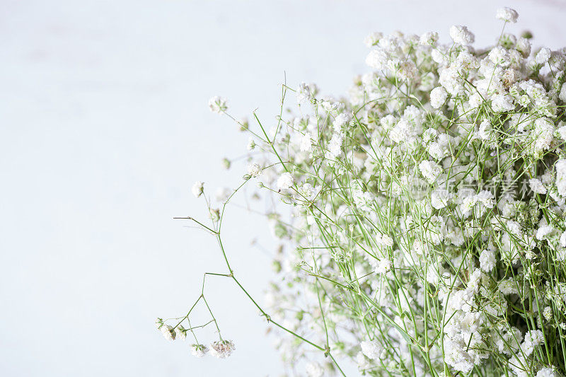 白色开花植物特写