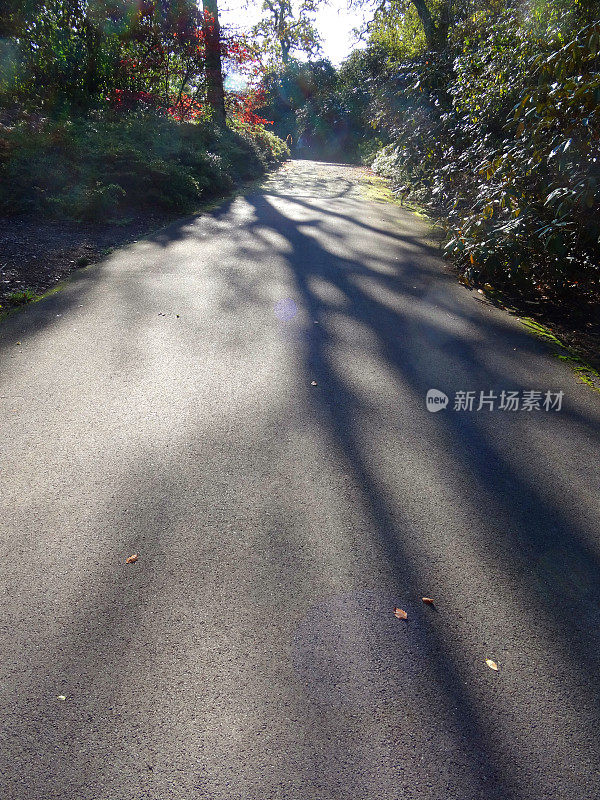 秋天阳光明媚的林地，小路上有斑驳的阴影