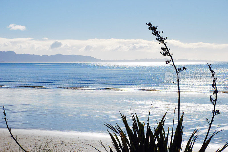 新西兰亚麻(Harakeke)海景