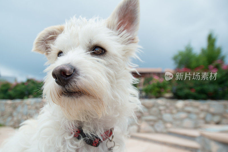 可爱的Westie狗