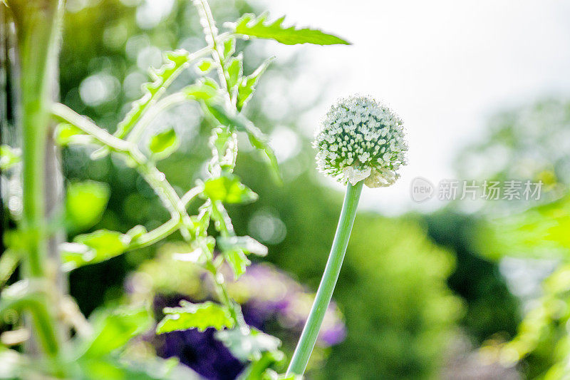 魁北克大蒜花