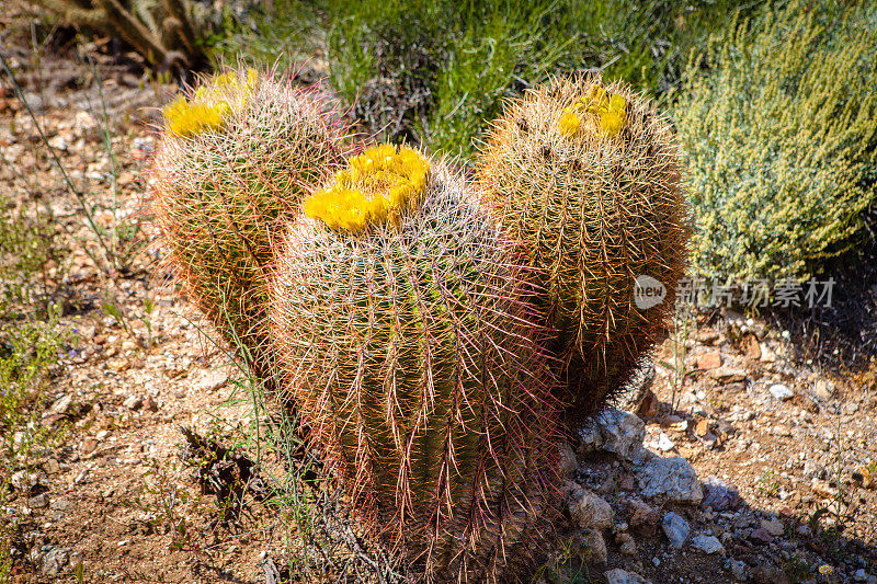 加州桶形仙人掌(Ferocactus圆筒仙人掌)-安萨-博雷戈沙漠