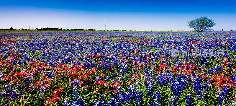 著名的德州矢车菊和画笔野花的全景。