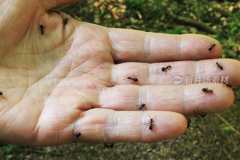 蚂蚁在手边