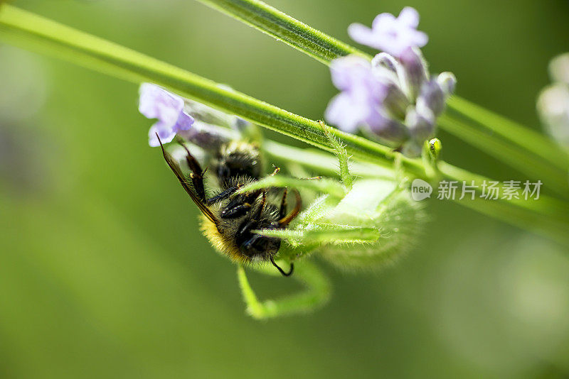 蜘蛛和捕捉