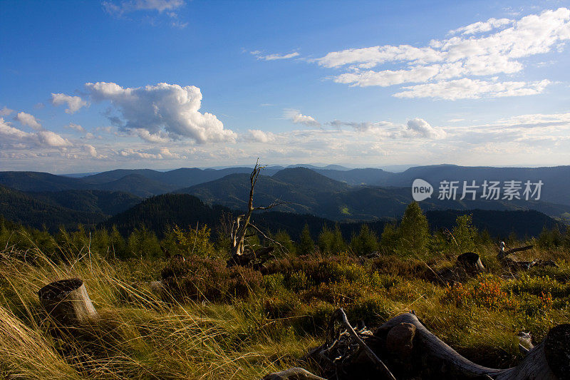 黑森林的风景