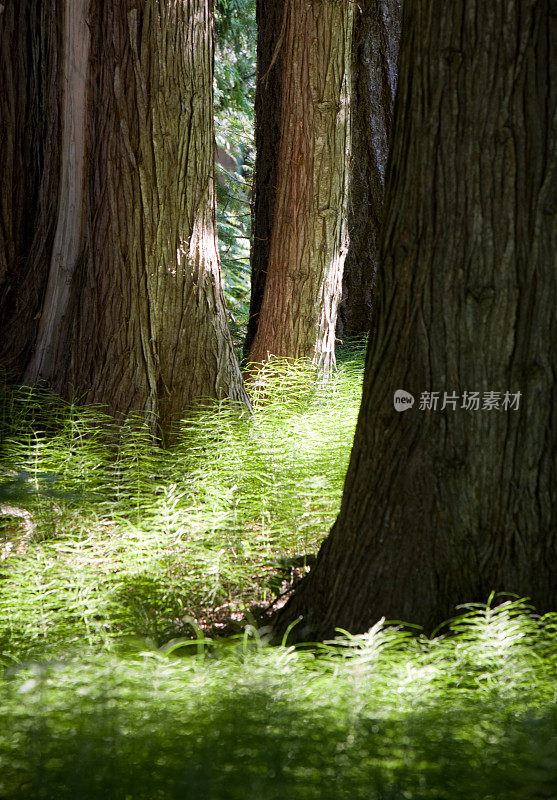 和平森林