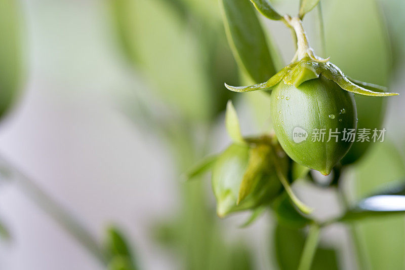 用于化妆品和生物燃料的荷荷巴种植植物