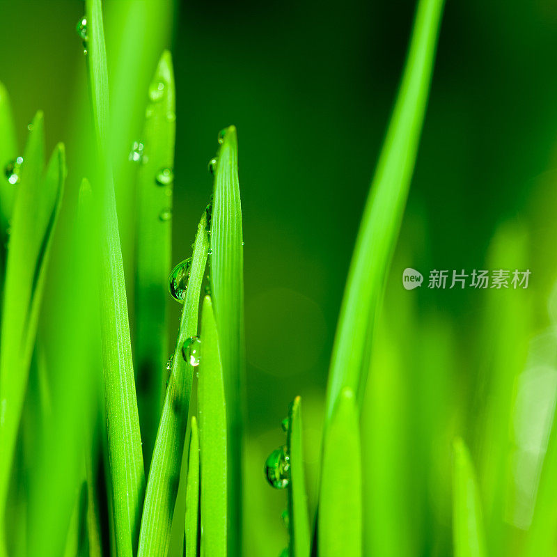 麦草叶片上的水滴