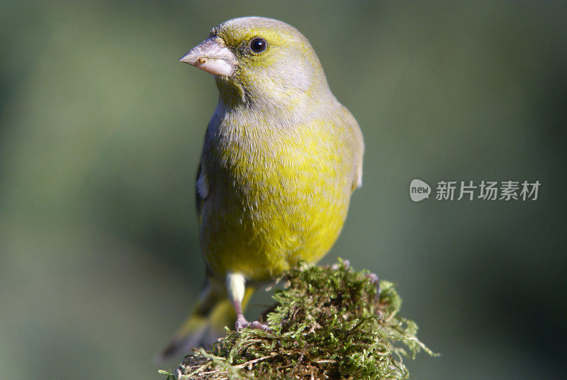 青苔根上的绿翅雀