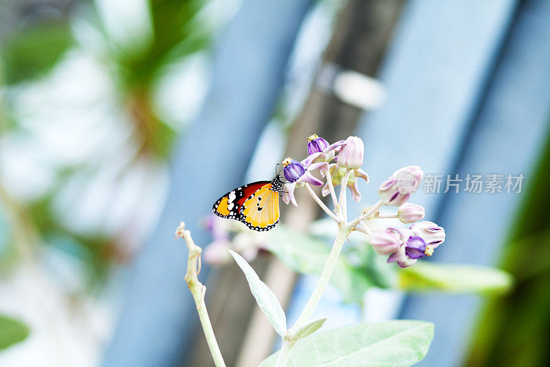 热带橙色的蝴蝶