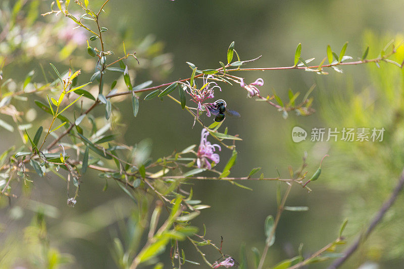 孔雀木蜂