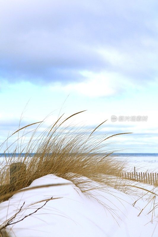 离海岸不远的地方，沙滩上的草从雪中探出头来