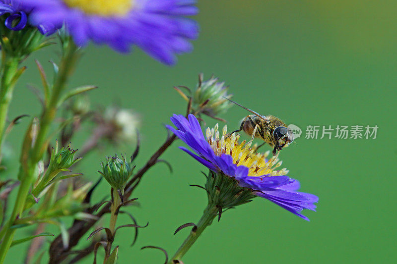 粪蜂在紫花菊上