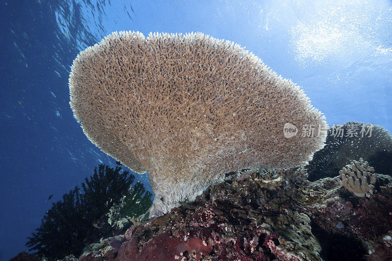 班肯岛麦克岬的大型桌状风信子Acropora风信子珊瑚
