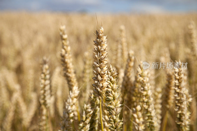 田野里正在成熟的小麦