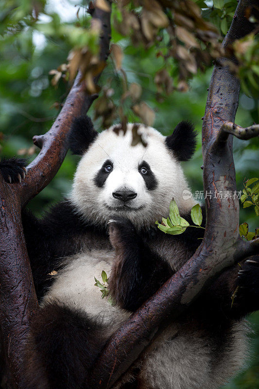 大熊猫吃桉树