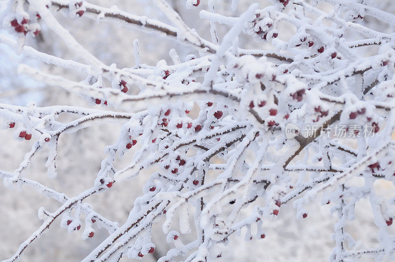 雪下红果。